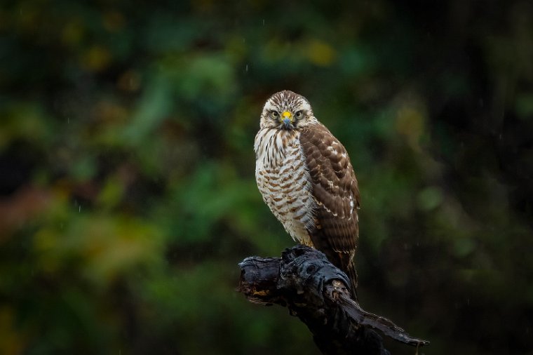 006 Noord Pantanal, wegbuizerd.jpg
